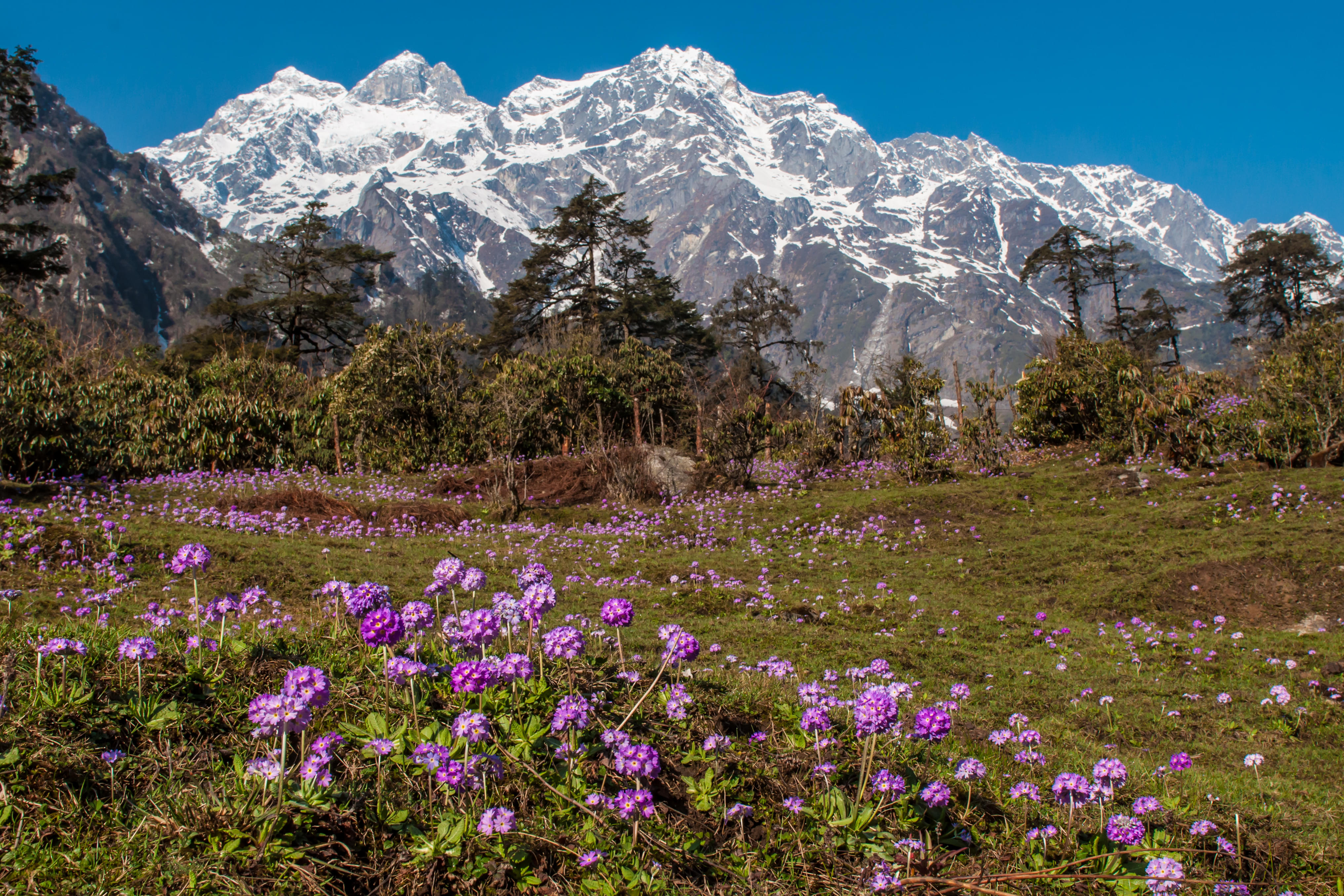 Lachung Packages from Goa | Get Upto 40% Off