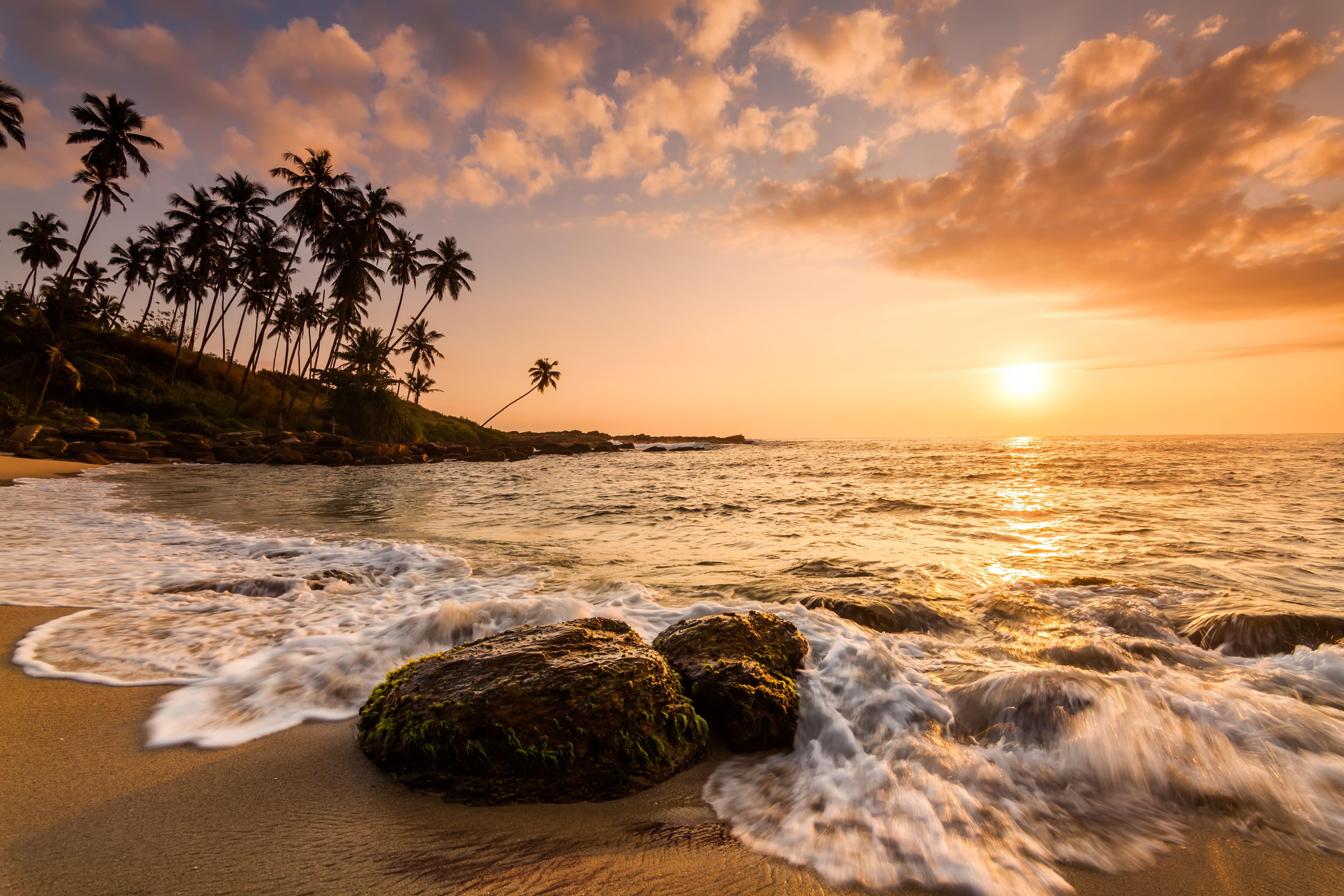 Explore Golden sandy beach with palm  trees on a Sri Lanka tour.