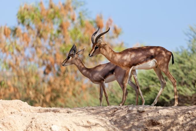Arabian Wildlife Park