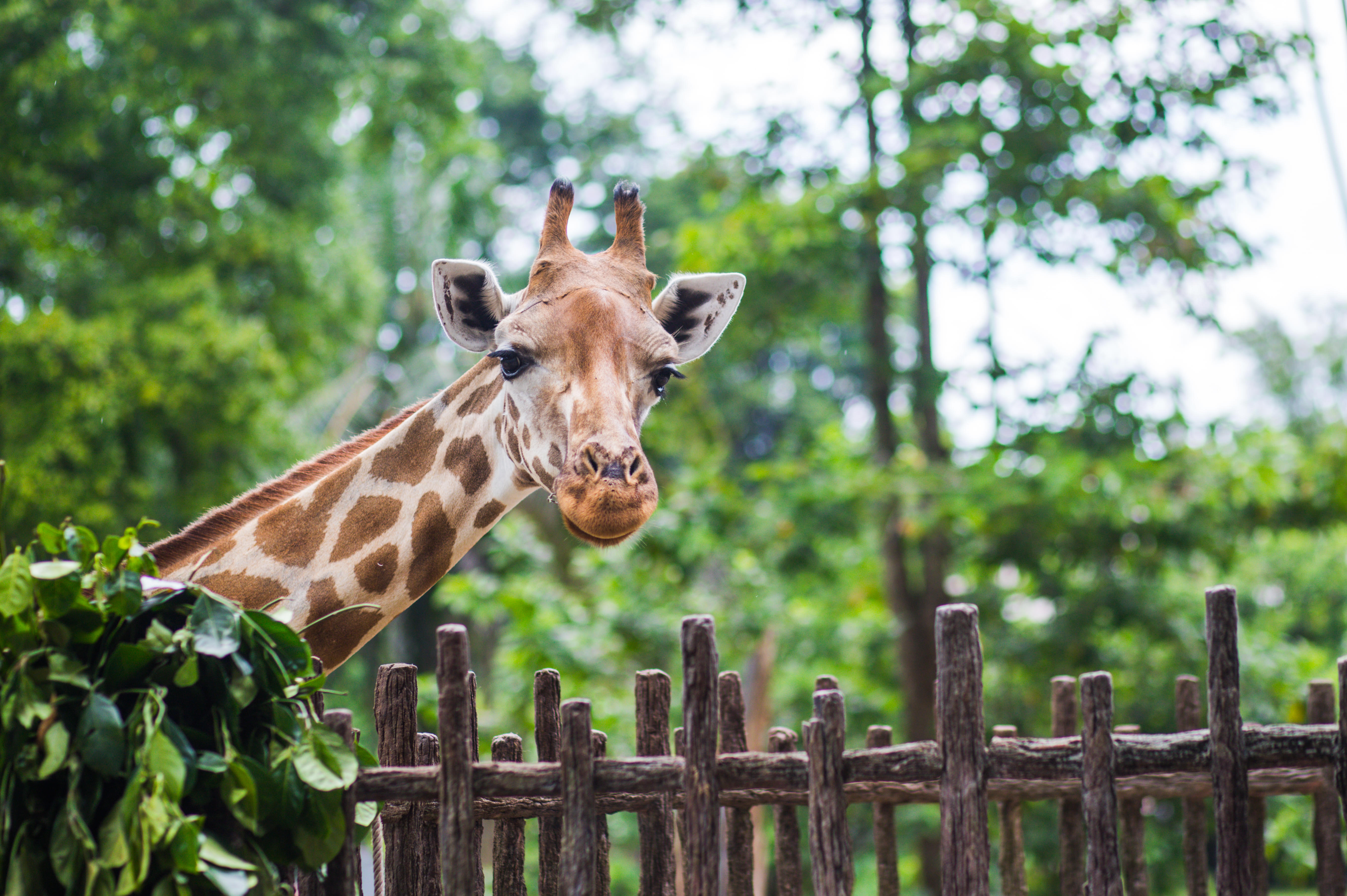 Welcome to the Giraffe Centre