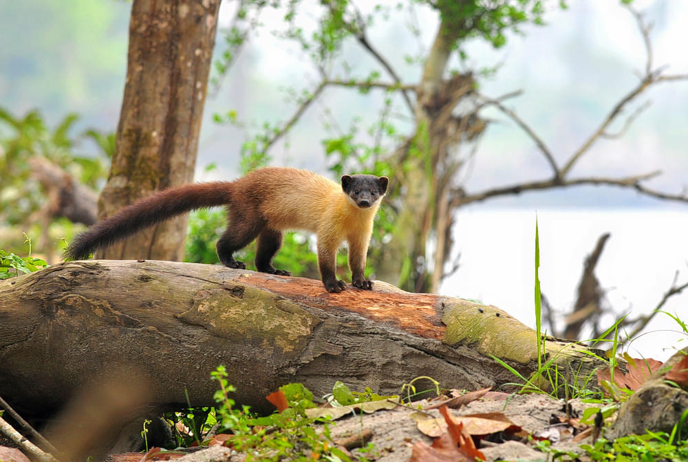 Nameri National Park