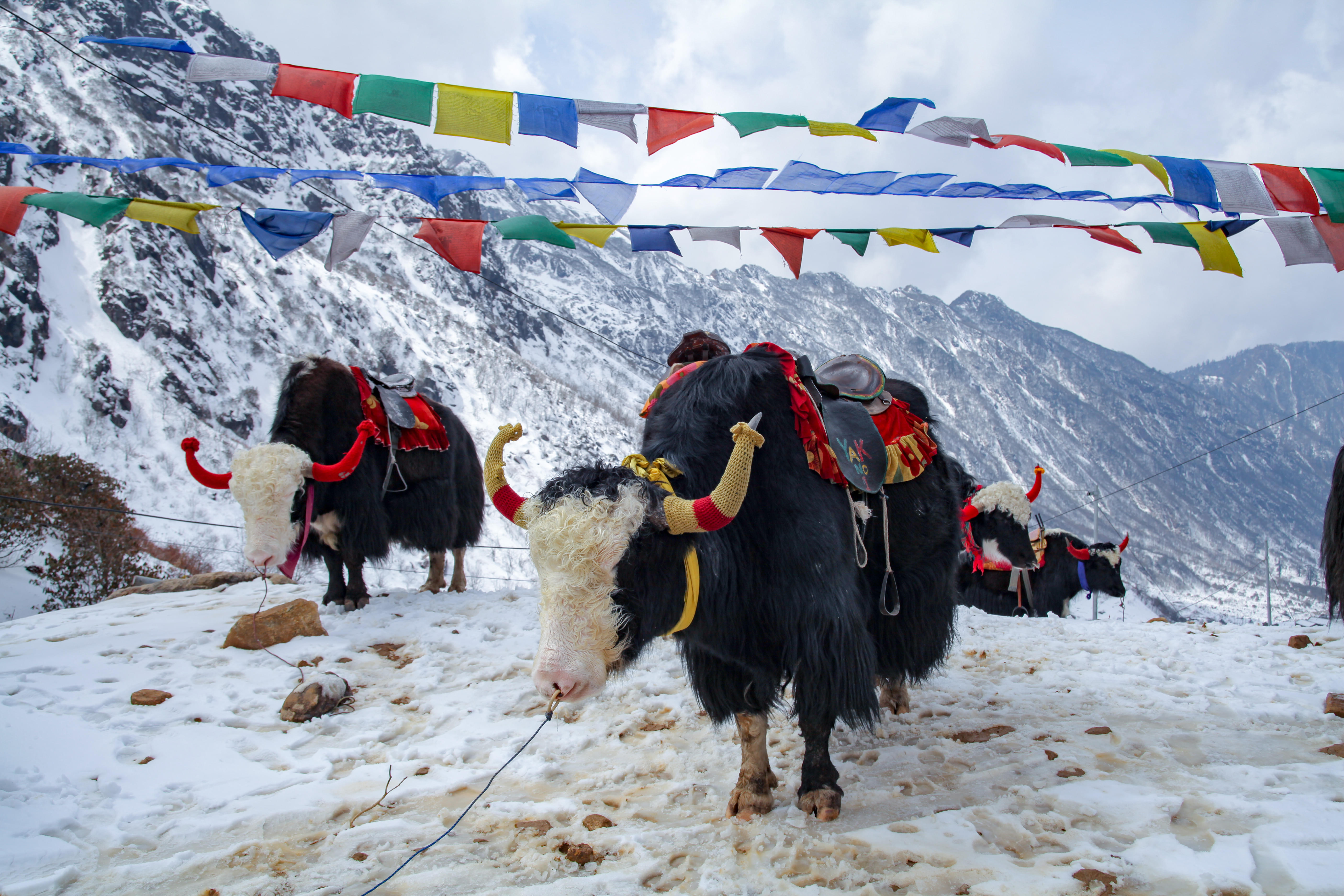 Gangtok Packages from Surat | Get Upto 40% Off