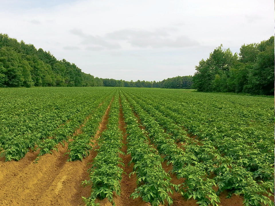 Aloo Khet