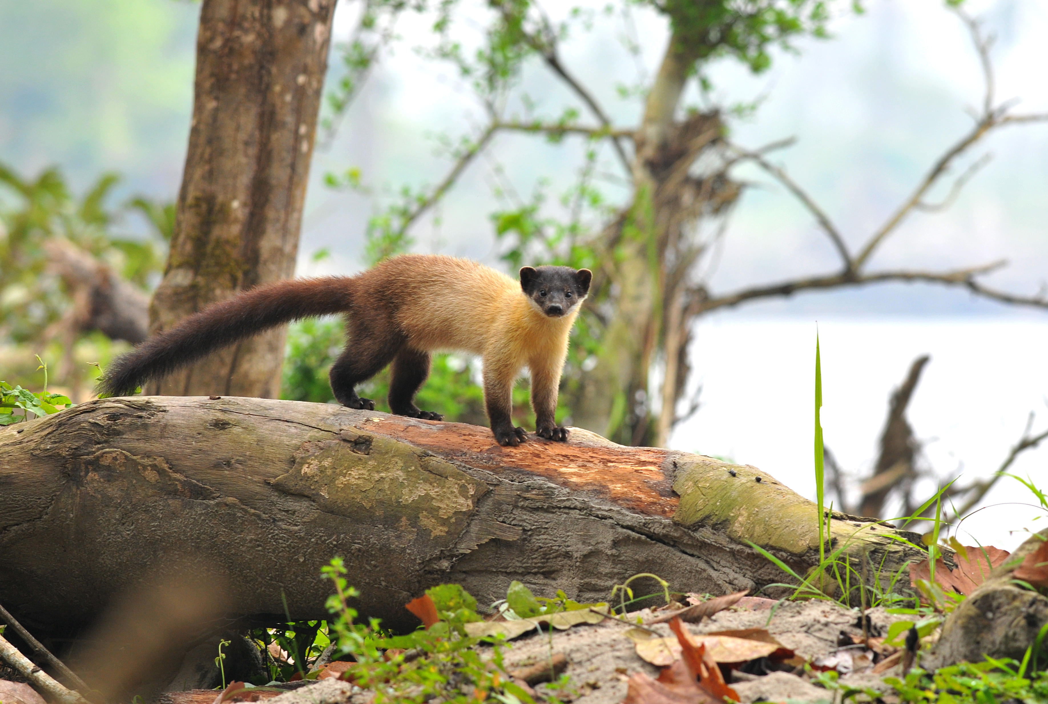 Arunachal Pradesh Packages from Goa | Get Upto 40% Off